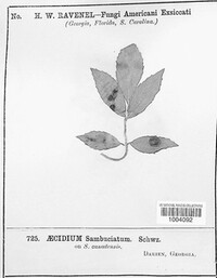 Aecidium sambuciatum image